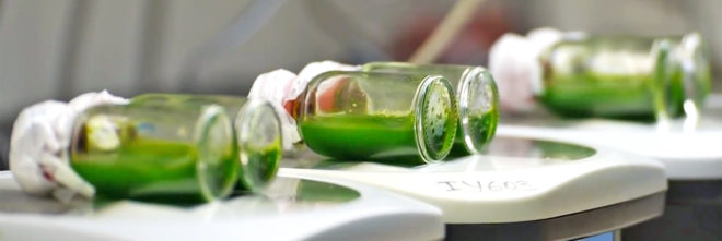 Tel Aviv University, Iftach Yacoby, Iftach Yacoby algae, algae clean energy, algae green energy, algae hydrogen, algae power, algae to power hydrogen cars, algae to fuel hydrogen cars, algae emit hydrogen