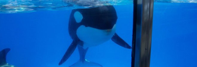Orca, orcas, killer whale, killer whales, SeaWorld, SeaWorld orcas, SeaWorld killer whales, orca breeding, killer whale breeding, marine animals, animal, animals, Jerry Brown, Governor Jerry Brown