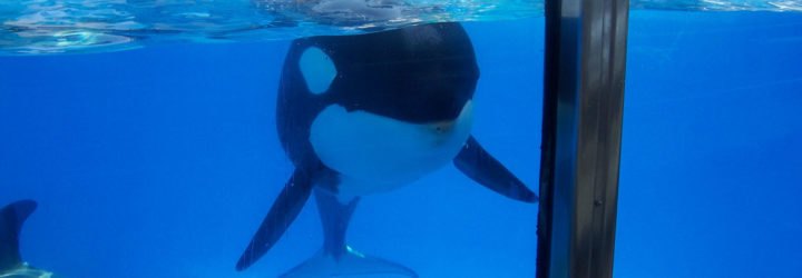 Orca, orcas, killer whale, killer whales, SeaWorld, SeaWorld orcas, SeaWorld killer whales, orca breeding, killer whale breeding, marine animals, animal, animals, Jerry Brown, Governor Jerry Brown