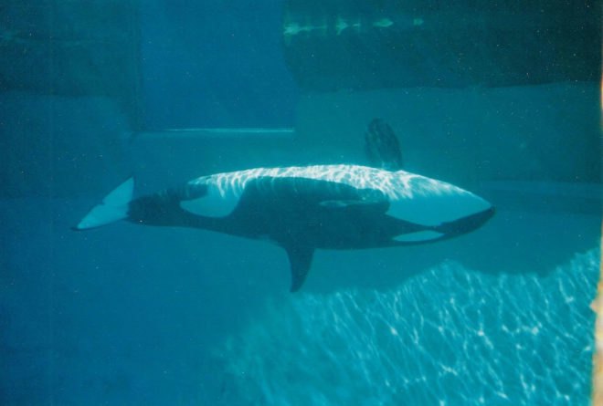Orca, orcas, killer whale, killer whales, SeaWorld, SeaWorld orcas, SeaWorld killer whales, orca breeding, killer whale breeding, marine animals, animal, animals, Jerry Brown, Governor Jerry Brown