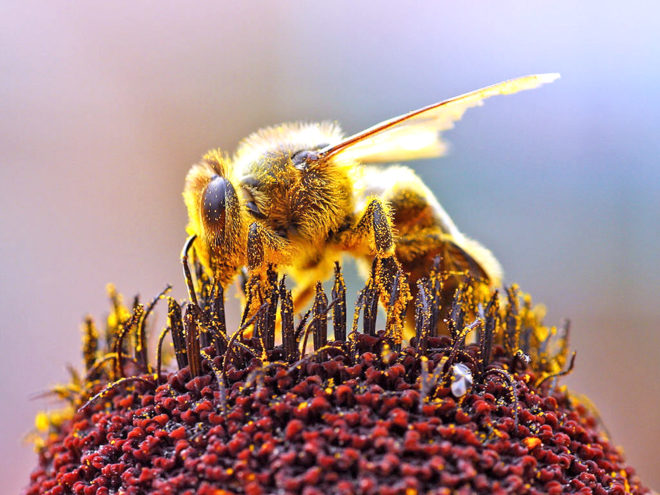 south carolina, bee deaths, bees, honeybees, pesticides, pesticide spraying, zika, mosquitos, mosquito control, dorchester county, mass bee death