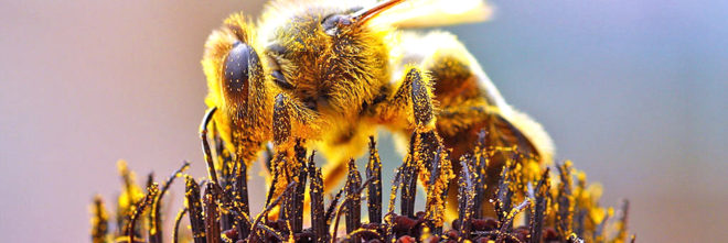 south carolina, bee deaths, bees, honeybees, pesticides, pesticide spraying, zika, mosquitos, mosquito control, dorchester county, mass bee death