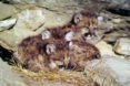 mountain lions, cougars, eastern cougars, wildlife, extinct species, extinct subspecies, tennessee, kentucky, virgina, blue ridge mountains, fish and wildlife service