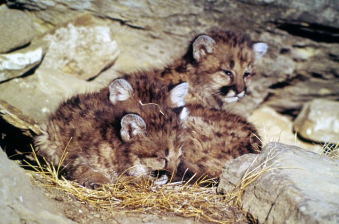 mountain lions, cougars, eastern cougars, wildlife, extinct species, extinct subspecies, tennessee, kentucky, virgina, blue ridge mountains, fish and wildlife service