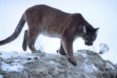 mountain lions, cougars, eastern cougars, wildlife, extinct species, extinct subspecies, tennessee, kentucky, virgina, blue ridge mountains, fish and wildlife service