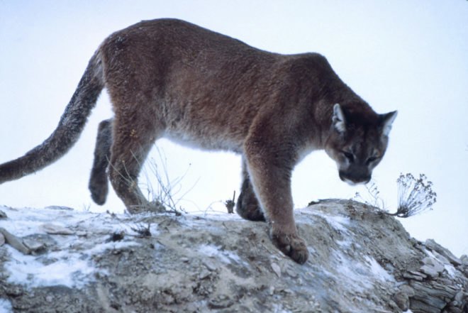 mountain lions, cougars, eastern cougars, wildlife, extinct species, extinct subspecies, tennessee, kentucky, virgina, blue ridge mountains, fish and wildlife service