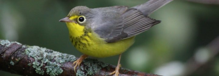 north america, north american birds, american birds, canadian birds, bird population, birds and climate change, habitat destruction, logging, partners in flight