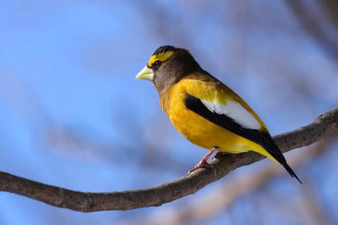 north america, north american birds, american birds, canadian birds, bird population, birds and climate change, habitat destruction, logging, partners in flight