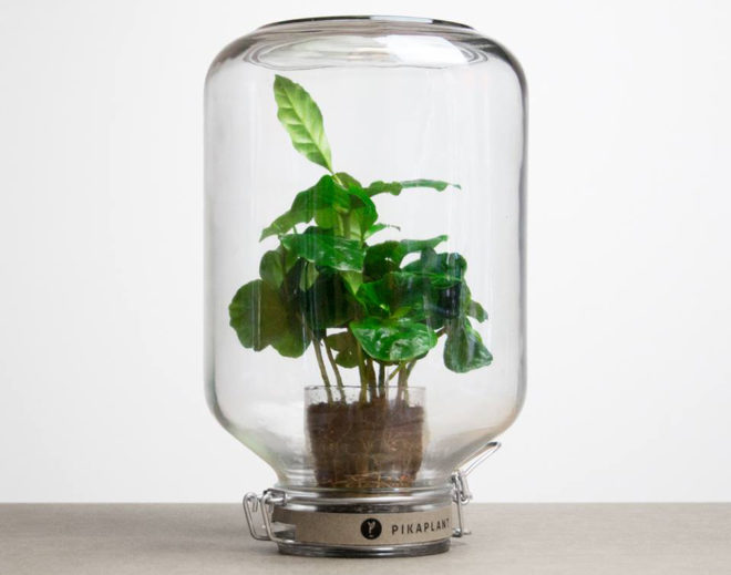 london design festival, london design, pikaplant, pikaplant jar, self-watering plant, biomimicry, house plants, indoor plants, indoor garden, vertical garden
