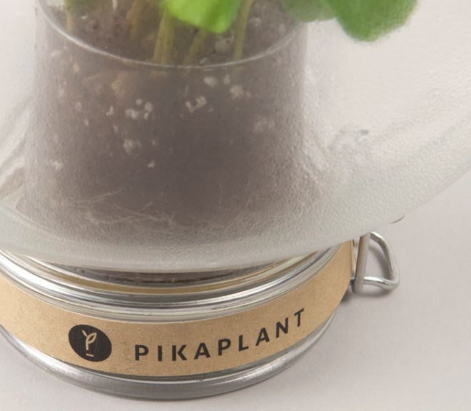 london design festival, london design, pikaplant, pikaplant jar, self-watering plant, biomimicry, house plants, indoor plants, indoor garden, vertical garden
