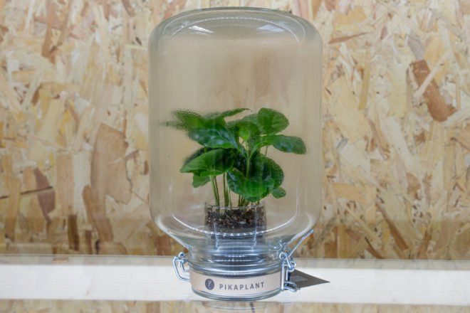 london design festival, london design, pikaplant, pikaplant jar, self-watering plant, biomimicry, house plants, indoor plants, indoor garden, vertical garden