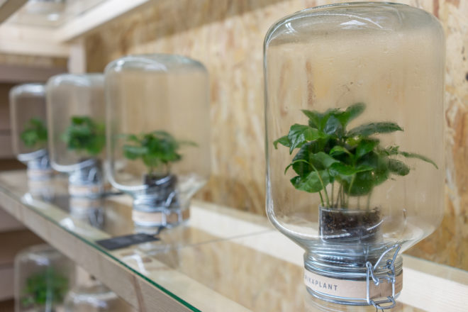 london design festival, london design, pikaplant, pikaplant jar, self-watering plant, biomimicry, house plants, indoor plants, indoor garden, vertical garden