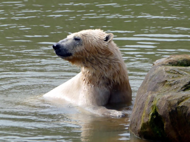 Polar bears, polar bear, Pizza, Yorkshire Wildlife Park, Grandview, Grandview Aquarium, China, selfies, animal, animals, animals in captivity