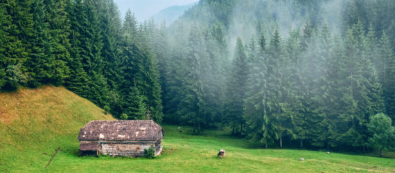 romania, romania forests, romania woodlands, romania logging, illegal logging, deforestation, forest protection
