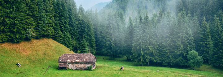 romania, romania forests, romania woodlands, romania logging, illegal logging, deforestation, forest protection