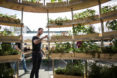 Space 10, Mads-Ulrik Husum, Sine Lindholm, Growroom, Space10 Growroom, urban gardening, urban farms, city farming, city gardening, Space10 urban farming, Space10 urban gardens, urban food growing
