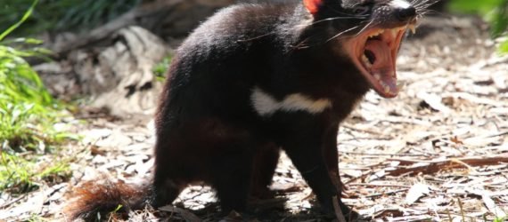 Tasmanian Devil, Tasmania, marsupial