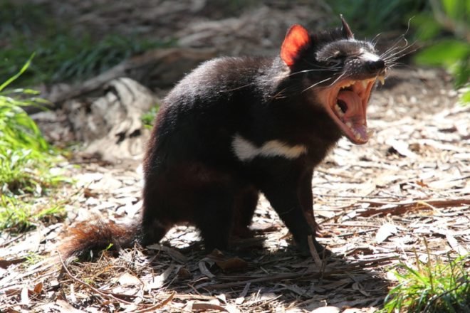 Tasmanian Devil, Tasmania, marsupial
