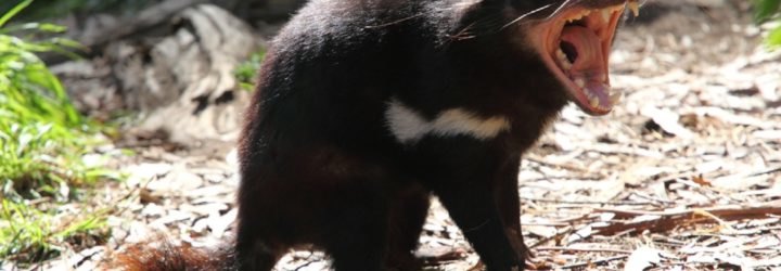 Tasmanian Devil, Tasmania, marsupial