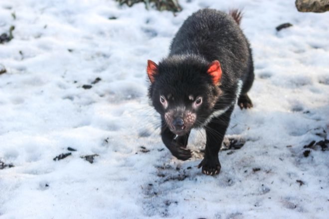 Tasmanian Devil, Tasmania, marsupial