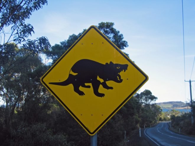 Tasmanian Devil, Tasmania, marsupial