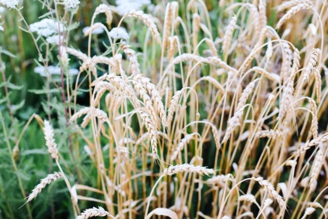wheat, urban wheat, wheat Chicago