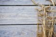 wheat, urban wheat, wheat Chicago