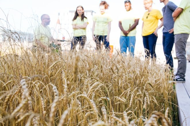 wheat, urban wheat, wheat Chicago