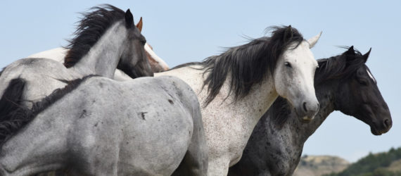 wild horses, wild horses euthanasia, bureau of land management, National Wild Horse and Burro Advisory Board, the cloud foundation, ginger kathrens, cattle grazing, rangelands, horse removal, horse round-up, horse euthanasia