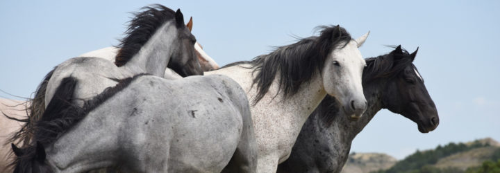 wild horses, wild horses euthanasia, bureau of land management, National Wild Horse and Burro Advisory Board, the cloud foundation, ginger kathrens, cattle grazing, rangelands, horse removal, horse round-up, horse euthanasia