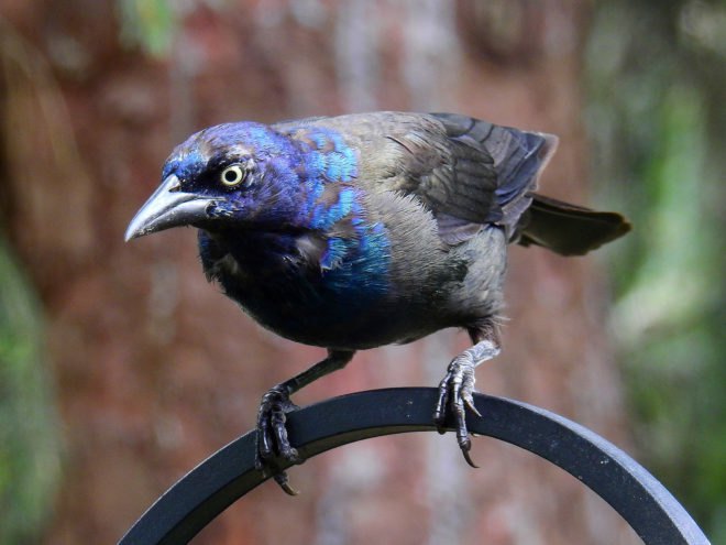 bird die-off, mass die-off, animal die-off, boston, boston dead birds, birds, songbirds, grackles, animal death, animal illness
