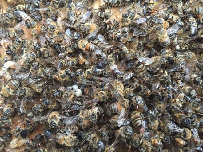 south carolina, bee deaths, bees, honeybees, pesticides, pesticide spraying, zika, mosquitos, mosquito control, dorchester county, mass bee death