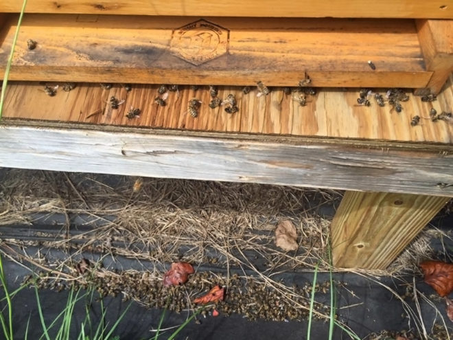 south carolina, bee deaths, bees, honeybees, pesticides, pesticide spraying, zika, mosquitos, mosquito control, dorchester county, mass bee death