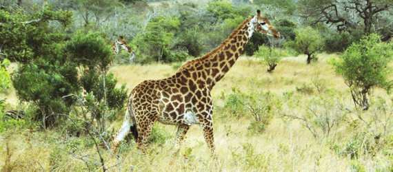 giraffes, giraffe species, current biology, scientific studies, ecology, africa, threatened species