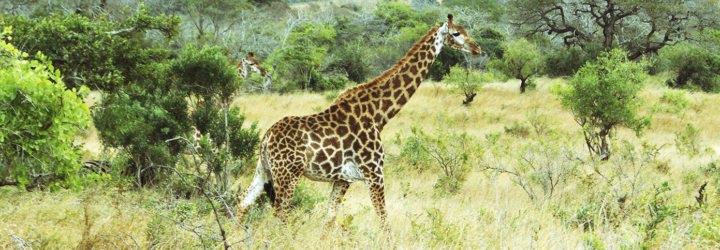giraffes, giraffe species, current biology, scientific studies, ecology, africa, threatened species