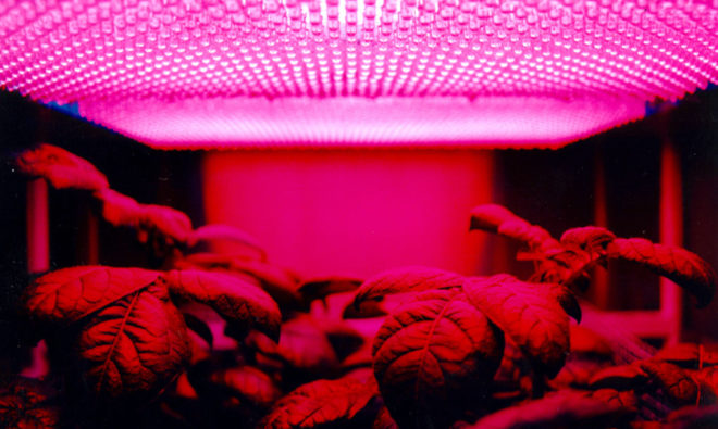 Led lights, led, leds, led grow light, indoor farming, hydroponic, greenhouse farming, farming, grow light, grow lights, urban farming, Bill mcdonough, urban farming, agriculture, cradle to cradle, agro-urbanism, design, Danish design, urban agriculture, farming, landscape design, books