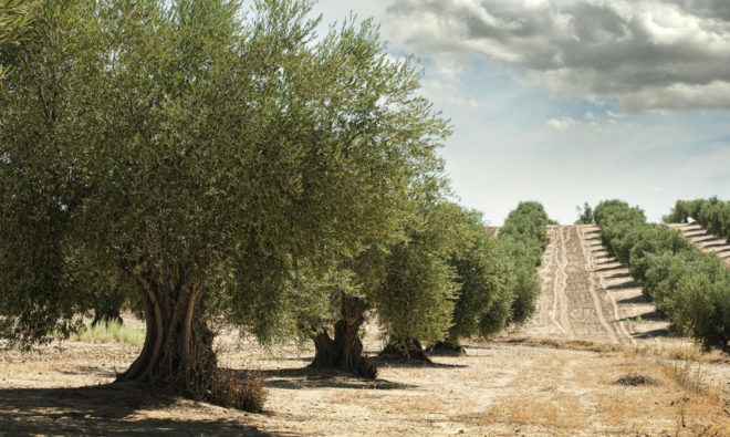 Bill mcdonough, urban farming, agriculture, cradle to cradle, agro-urbanism, urban agriculture, farming, landscape design, Olive trees, olives, Italian olives, Italian agriculture, soil, soil health