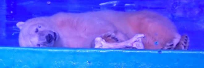 Pizza polar bear, polar bear Pizza, Grandview Aquarium, Grandview Aquarium China, China sad polar bear, polar bear selfies, Yorkshire Wildlife Park, Yorkshire Wildlife Park polar bears, Yorkshire Wildlife Park Pizza