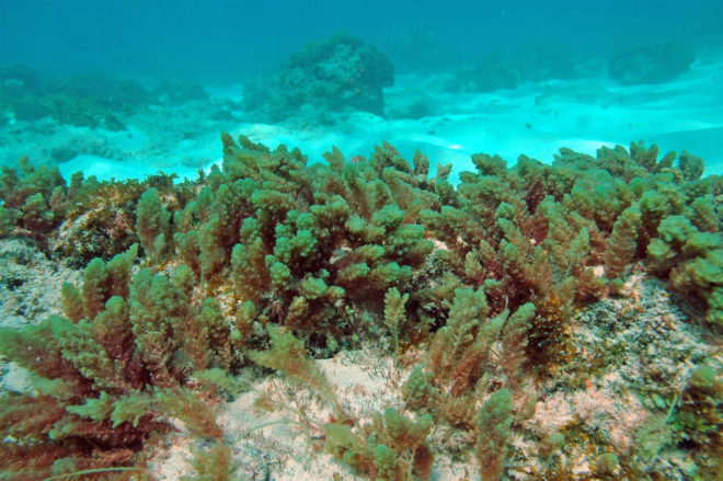 methane, livestock, cows, cattle, greenhouse gas emissions, emissions from agriculture, agriculture industry, global agriculture emissions, global methane emissions, seaweed, red seaweed, seaweed in cattle feed, Australia, Rocky De Nys, James Cook University