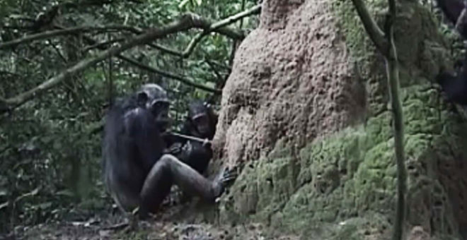 Chimpanzee, chimpanzees, chimp, chimps, animal, animals, tool, tools, teach, teaching, wild chimps, wild chimp, wild chimpanzee, wild chimpanzees, wild animals, animal research