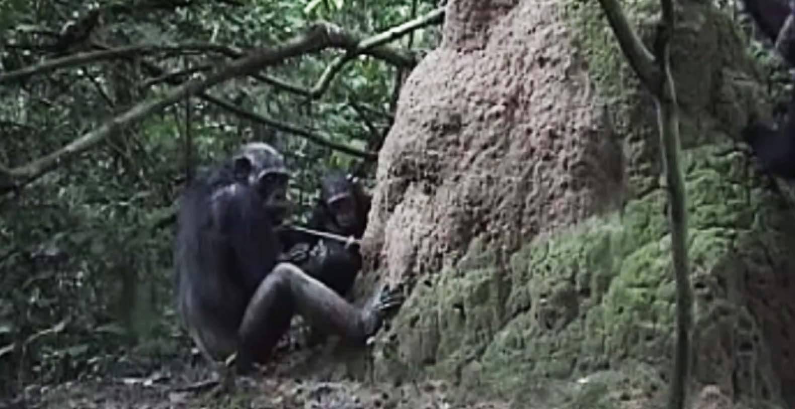Chimpanzee, chimpanzees, chimp, chimps, animal, animals, tool, tools, teach, teaching, wild chimps, wild chimp, wild chimpanzee, wild chimpanzees, wild animals, animal research