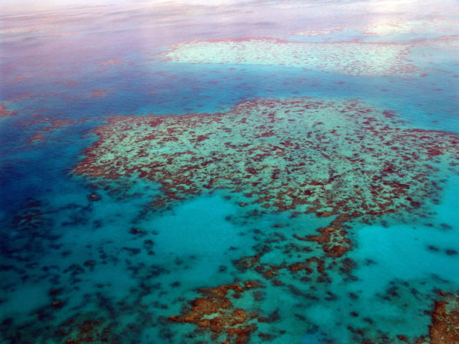 great barrier reef, coral death, great barrier coral death, coral bleaching, great barrier bleaching, ARC Centre of Excellence for Coral Reef Studies, James Cook University, australian reef, climate change, global warming effects, coral reef bleaching