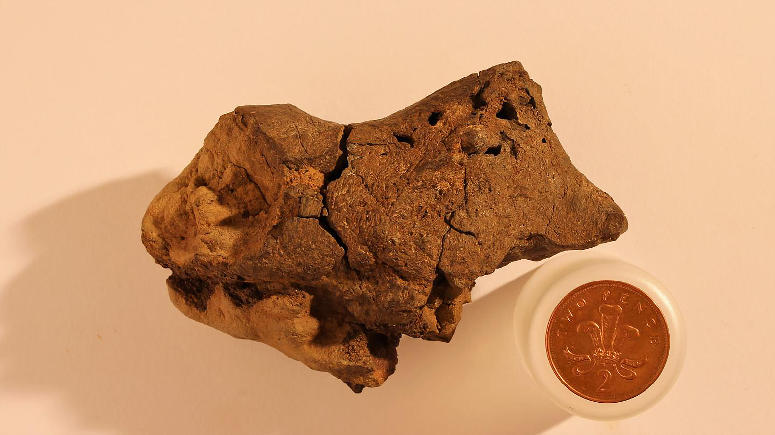 Jamie Hiscocks, University of Oxford, University of Cambridge, fossil, fossils, Iguanodon, dinosaur, dinosaurs, dinosaur fossil, dinosaur fossils, dinosaur brain, dinosaur brain tissue, dinosaur brain tissue fossil, fossilized dinosaur brain tissue, fossilized dinosaur brain, Sussex, England