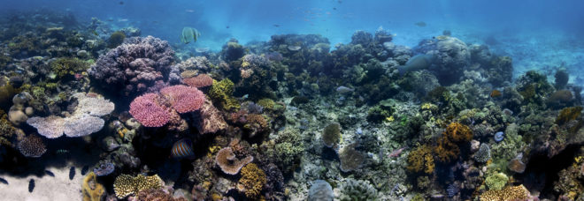 great barrier reef, coral death, great barrier coral death, coral bleaching, great barrier bleaching, ARC Centre of Excellence for Coral Reef Studies, James Cook University, australian reef, climate change, global warming effects, coral reef bleaching