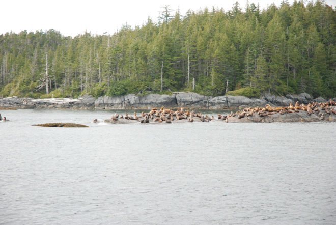 2016 Fuller Challenge, 2016 Fuller Challenge winner, 2016 Buckminster Fuller Challenge, 2016 Buckminster Fuller Challenge winner, Tides Canada, Greenpeace, Sierra Club British Columbia, Stand.earth, Rainforest Solutions Project, Great Bear Rainforest, spirit bear, spirit bears, rainforest, coastal rainforest, forest, logging, First Nations, indigenous people, indigenous rights, conservation