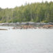 2016 Fuller Challenge, 2016 Fuller Challenge winner, 2016 Buckminster Fuller Challenge, 2016 Buckminster Fuller Challenge winner, Tides Canada, Greenpeace, Sierra Club British Columbia, Stand.earth, Rainforest Solutions Project, Great Bear Rainforest, spirit bear, spirit bears, rainforest, coastal rainforest, forest, logging, First Nations, indigenous people, indigenous rights, conservation