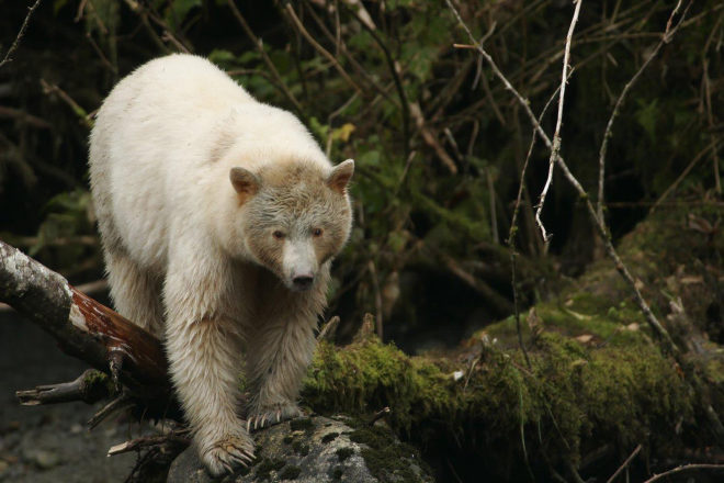 2016 Fuller Challenge, 2016 Fuller Challenge winner, 2016 Buckminster Fuller Challenge, 2016 Buckminster Fuller Challenge winner, Tides Canada, Greenpeace, Sierra Club British Columbia, Stand.earth, Rainforest Solutions Project, Great Bear Rainforest, spirit bear, spirit bears, rainforest, coastal rainforest, forest, logging, First Nations, indigenous people, indigenous rights, conservation