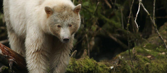 2016 Fuller Challenge, 2016 Fuller Challenge winner, 2016 Buckminster Fuller Challenge, 2016 Buckminster Fuller Challenge winner, Tides Canada, Greenpeace, Sierra Club British Columbia, Stand.earth, Rainforest Solutions Project, Great Bear Rainforest, spirit bear, spirit bears, rainforest, coastal rainforest, forest, logging, First Nations, indigenous people, indigenous rights, conservation