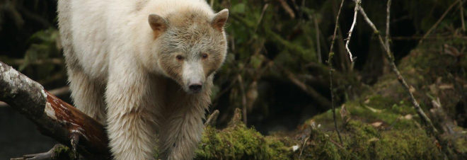 2016 Fuller Challenge, 2016 Fuller Challenge winner, 2016 Buckminster Fuller Challenge, 2016 Buckminster Fuller Challenge winner, Tides Canada, Greenpeace, Sierra Club British Columbia, Stand.earth, Rainforest Solutions Project, Great Bear Rainforest, spirit bear, spirit bears, rainforest, coastal rainforest, forest, logging, First Nations, indigenous people, indigenous rights, conservation