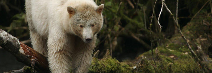 2016 Fuller Challenge, 2016 Fuller Challenge winner, 2016 Buckminster Fuller Challenge, 2016 Buckminster Fuller Challenge winner, Tides Canada, Greenpeace, Sierra Club British Columbia, Stand.earth, Rainforest Solutions Project, Great Bear Rainforest, spirit bear, spirit bears, rainforest, coastal rainforest, forest, logging, First Nations, indigenous people, indigenous rights, conservation